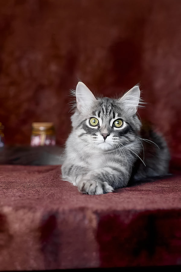 Fellix | Siberian Kitten