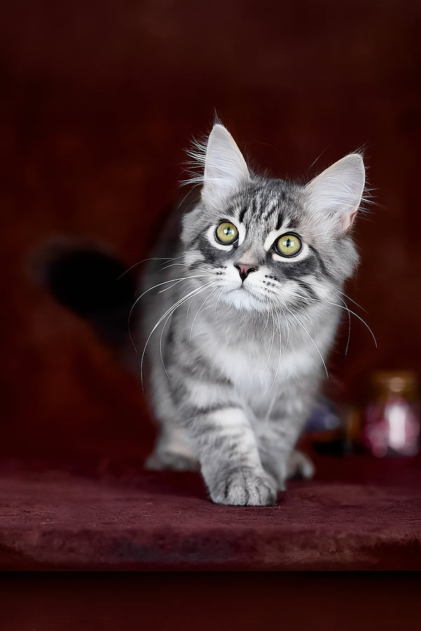 Fellix | Siberian Kitten