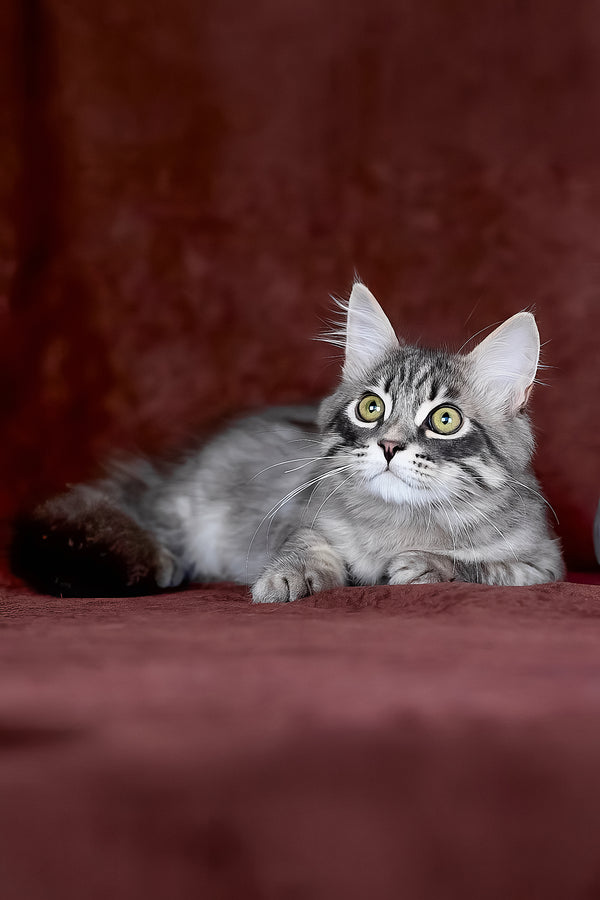 Fellix | Siberian Kitten