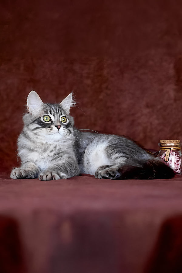 Fellix | Siberian Kitten