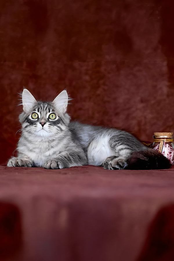 Fellix | Siberian Kitten
