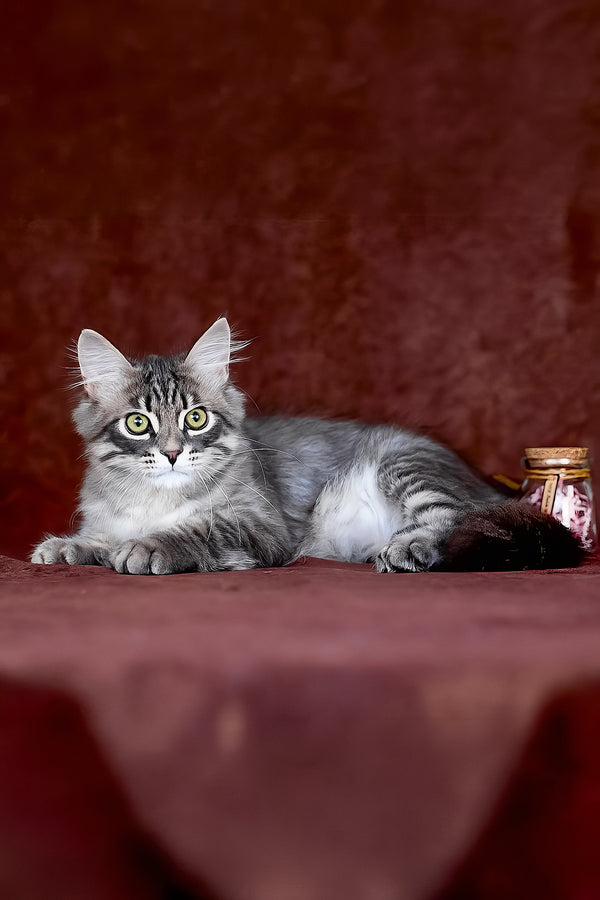 Fellix | Siberian Kitten