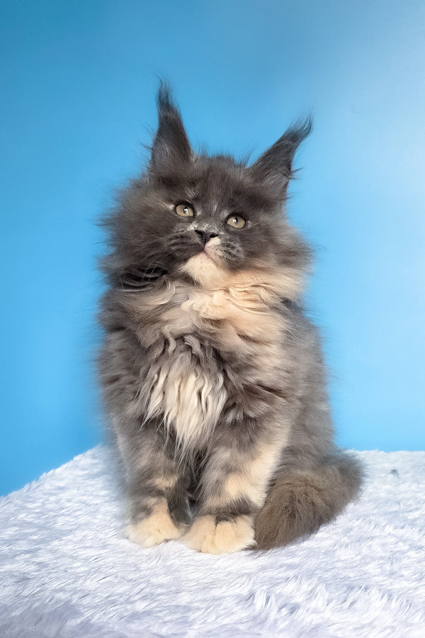 Felona | Maine Coon Kitten