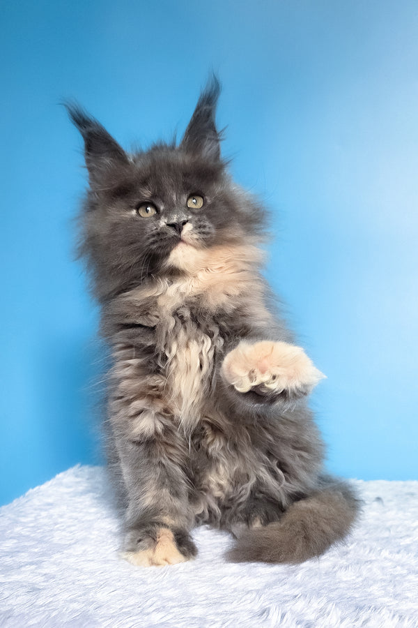 Felona | Maine Coon Kitten
