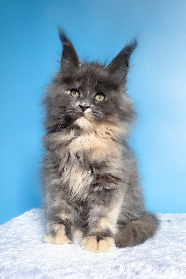 Felona | Maine Coon Kitten