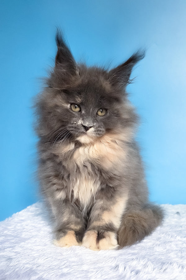 Felona | Maine Coon Kitten