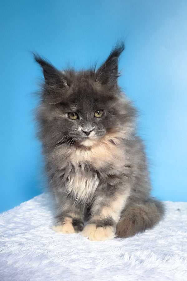 Felona | Maine Coon Kitten