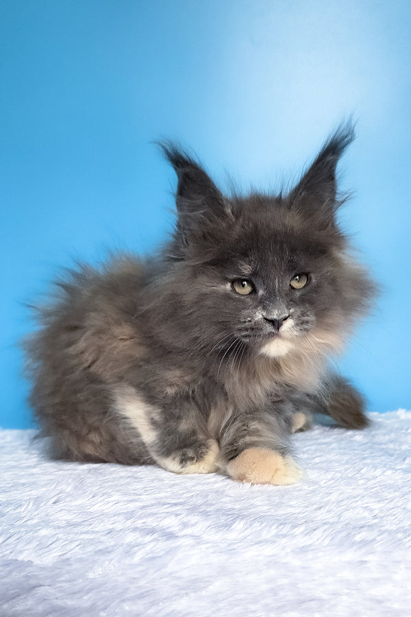 Felona | Maine Coon Kitten