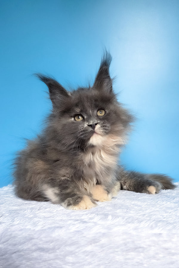 Felona | Maine Coon Kitten