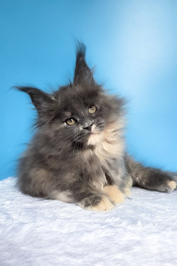 Felona | Maine Coon Kitten