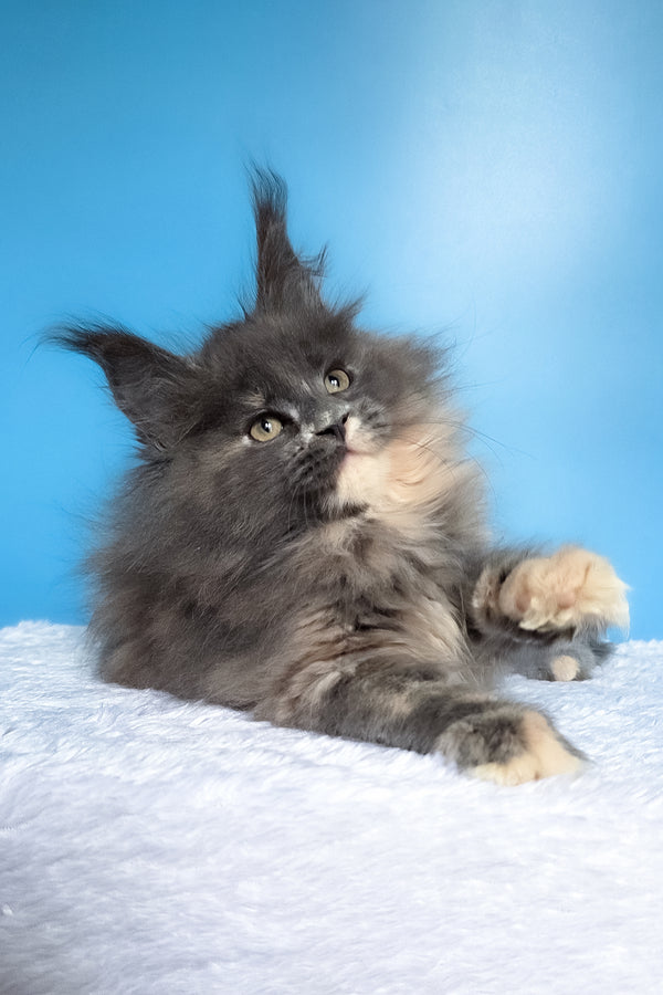 Felona | Maine Coon Kitten