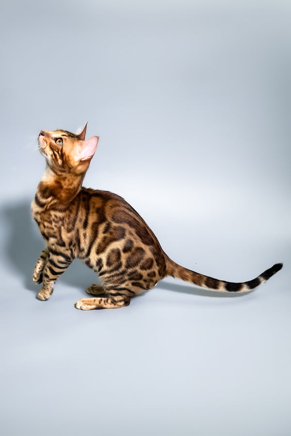 Fendi | Bengal Kitten