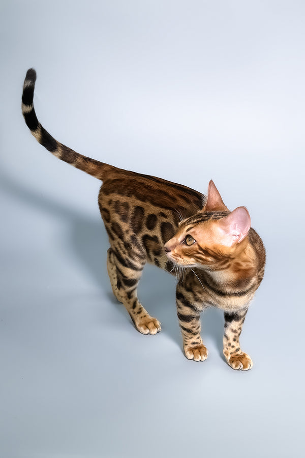 Fendi | Bengal Kitten