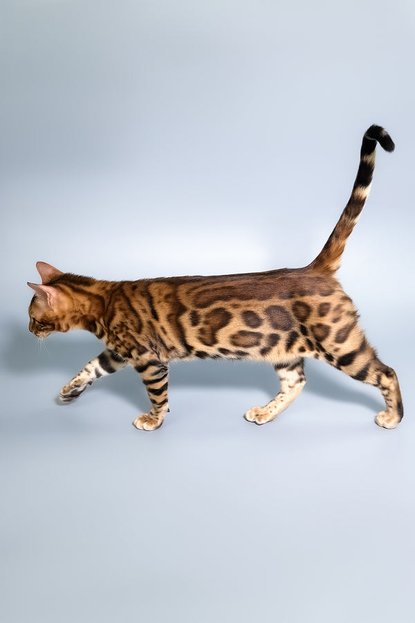 Fendi | Bengal Kitten