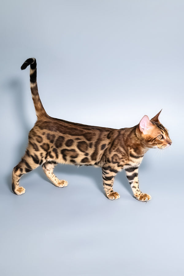 Fendi | Bengal Kitten