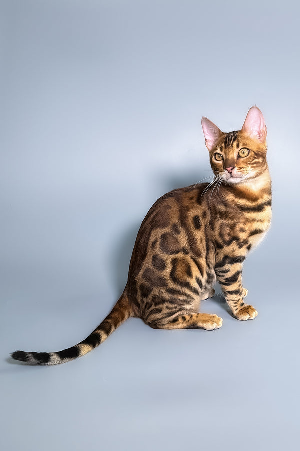 Fendi | Bengal Kitten