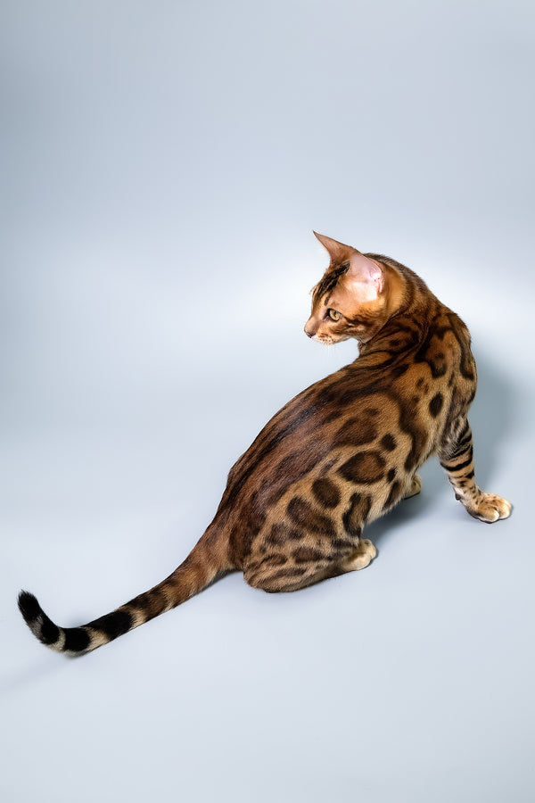 Fendi | Bengal Kitten