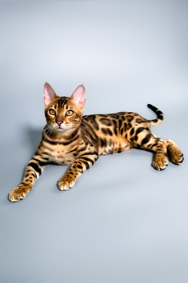 Fendi | Bengal Kitten