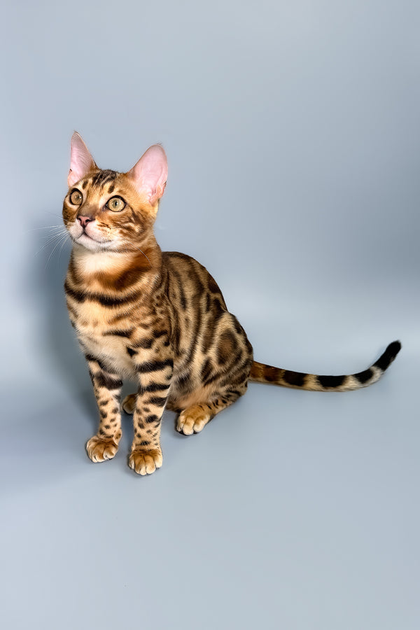 Fendi | Bengal Kitten
