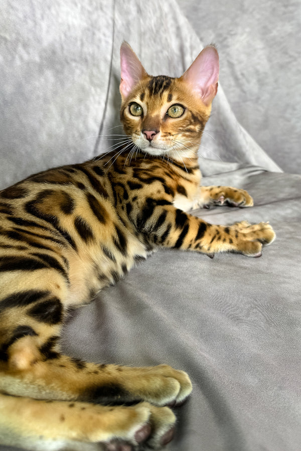 Fendi | Bengal Kitten
