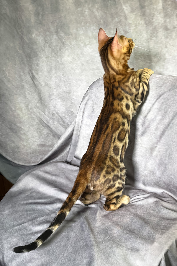 Fendi | Bengal Kitten