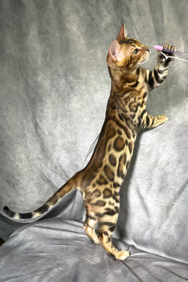 Fendi | Bengal Kitten