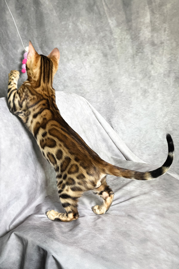 Fendi | Bengal Kitten