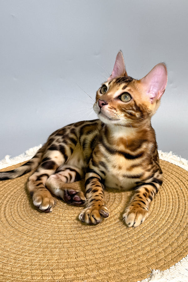 Fendi | Bengal Kitten