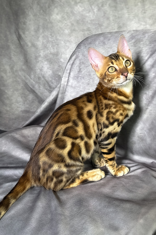 Fendi | Bengal Kitten