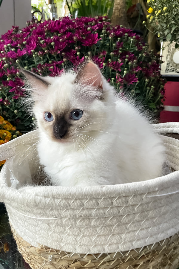 Fendi | Ragdoll Kitten