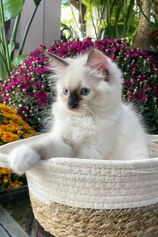 Fendi | Ragdoll Kitten