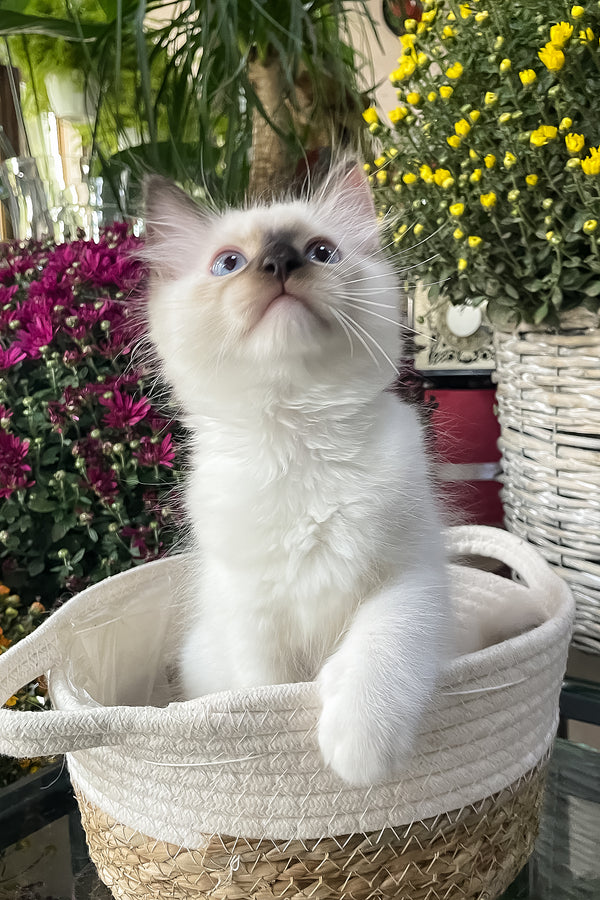 Fendi | Ragdoll Kitten