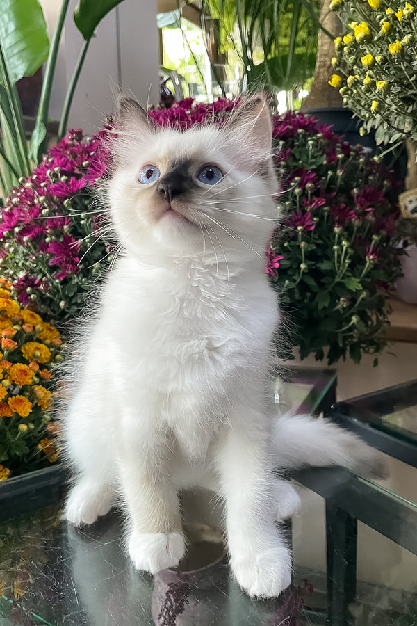 Fendi | Ragdoll Kitten