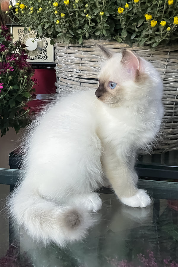 Fendi | Ragdoll Kitten