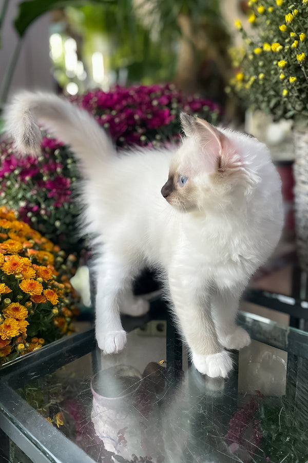 Fendi | Ragdoll Kitten
