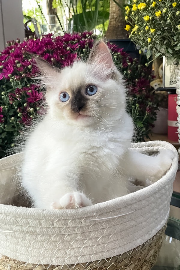 Fendi | Ragdoll Kitten