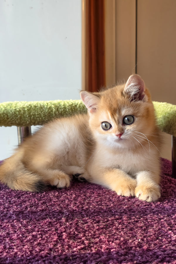 Feniks | Scottish Straight Kitten