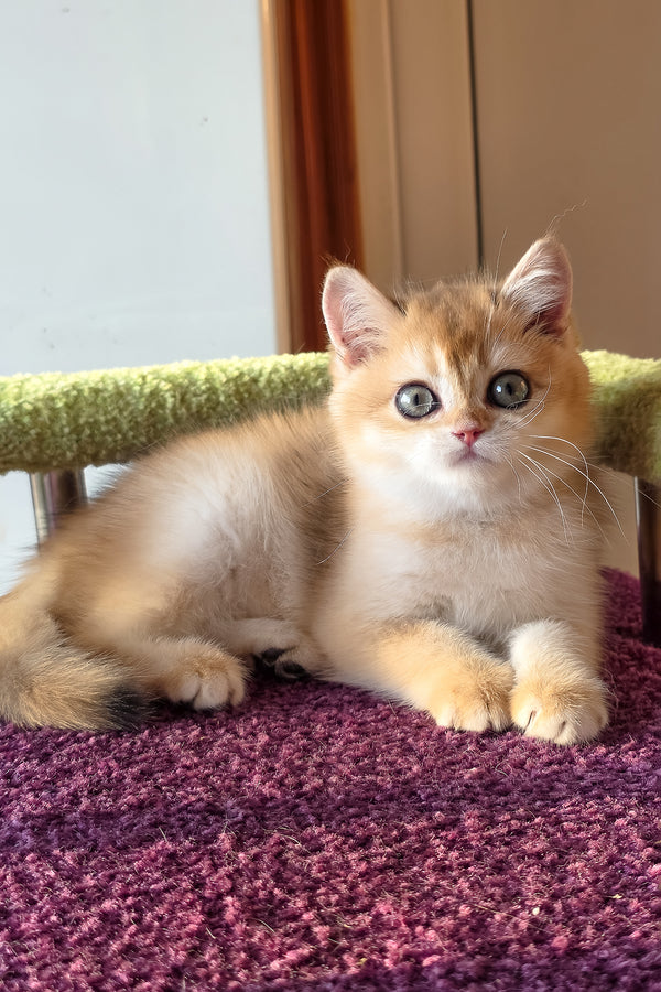 Feniks | Scottish Straight Kitten