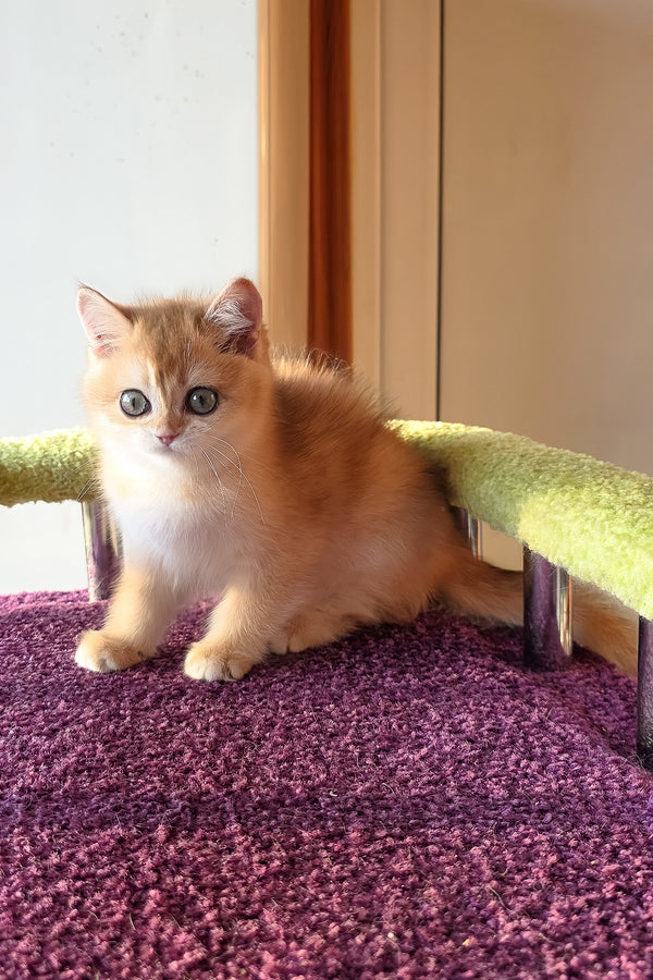 Link | Scottish Straight Kitten