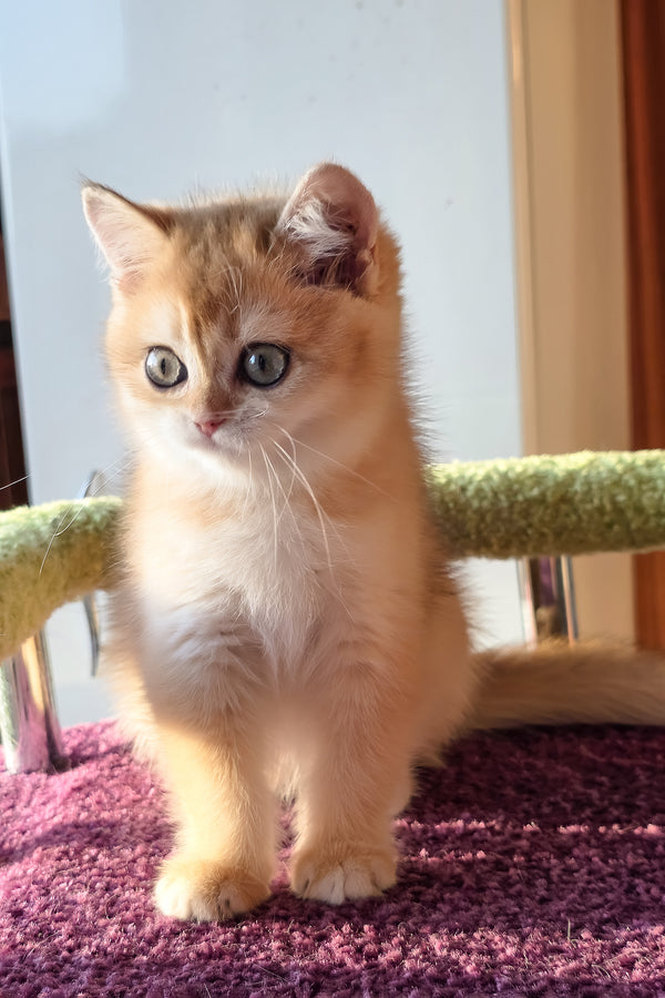 Feniks | Scottish Straight Kitten