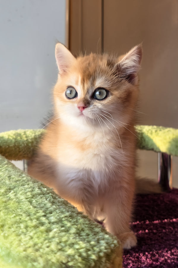 Feniks | Scottish Straight Kitten