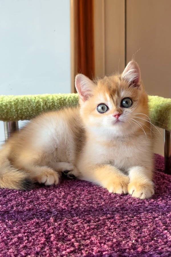 Feniks | Scottish Straight Kitten