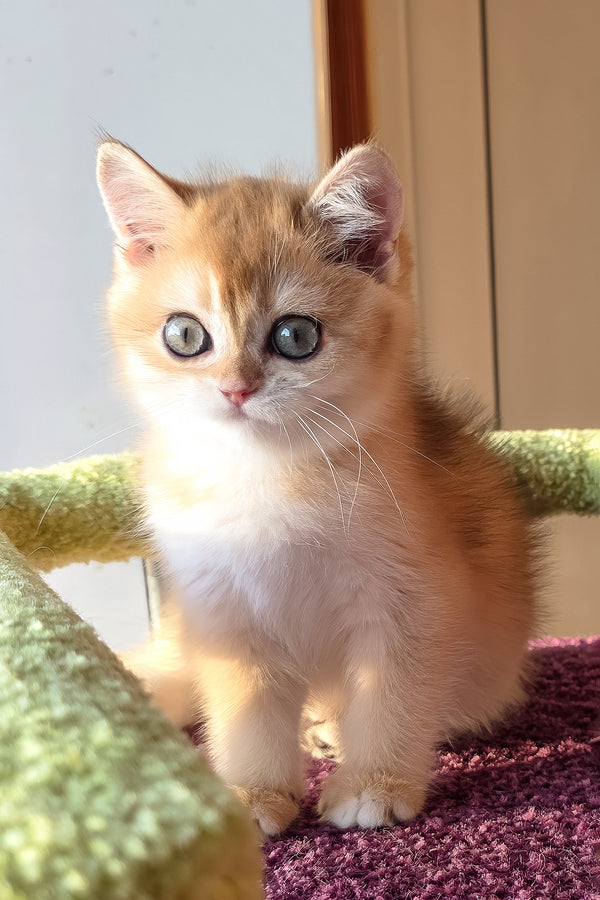 Link | Scottish Straight Kitten