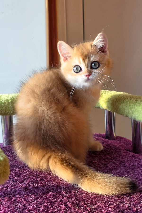 Feniks | Scottish Straight Kitten