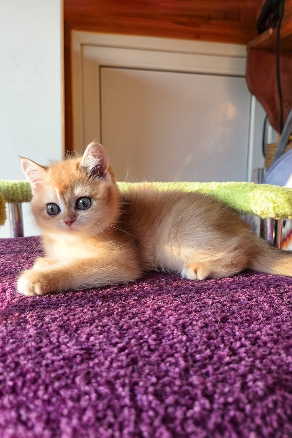 Feniks | Scottish Straight Kitten