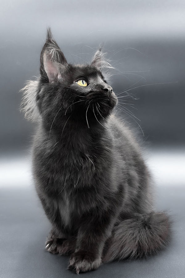 Fenix | Maine Coon Kitten