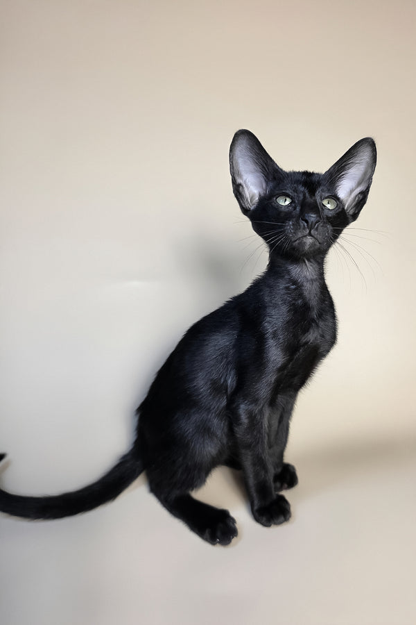 Fenrir | Oriental Shorthair Kitten