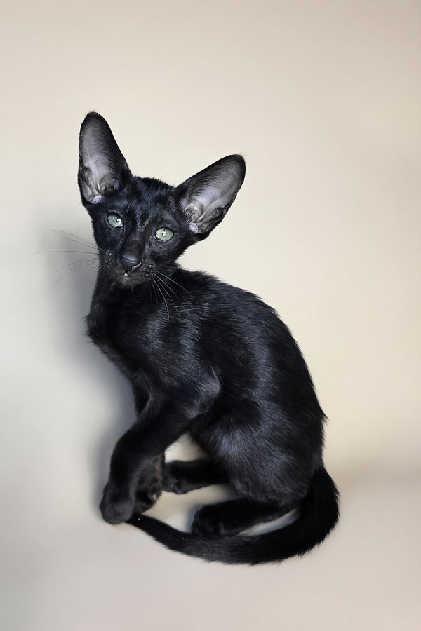 Fenrir | Oriental Shorthair Kitten