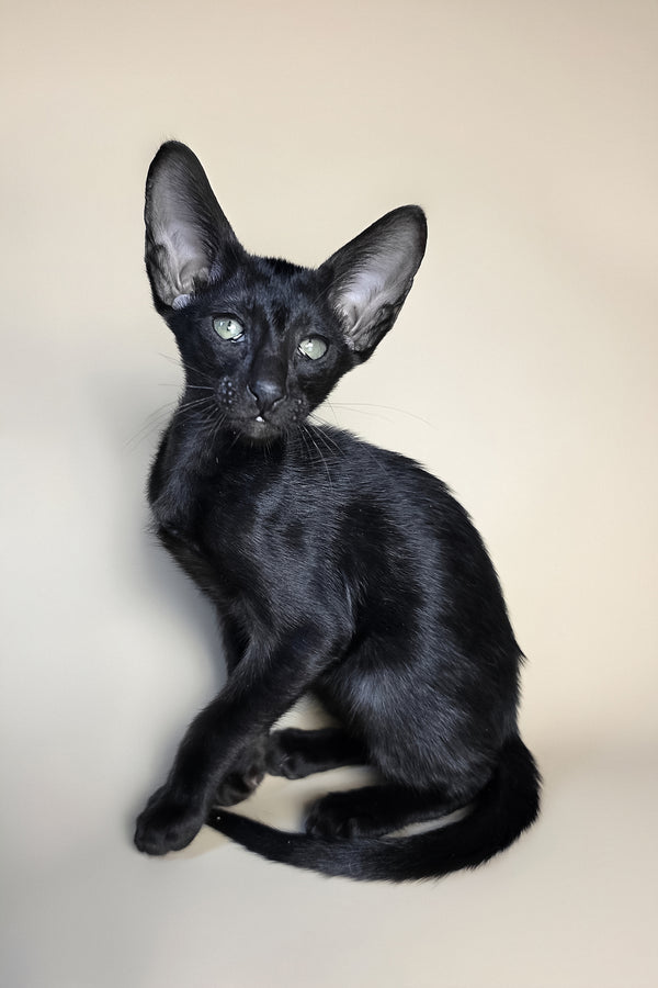 Fenrir | Oriental Shorthair Kitten