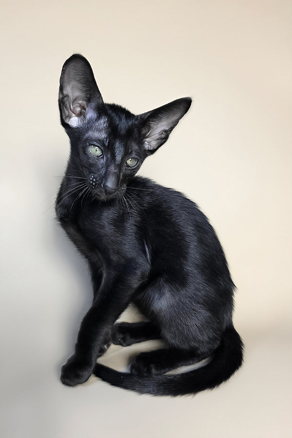 Fenrir | Oriental Shorthair Kitten